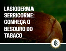 Lasioderma serricorne: entenda o que é e como ele aparece